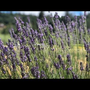 Meet your Posher, Giang